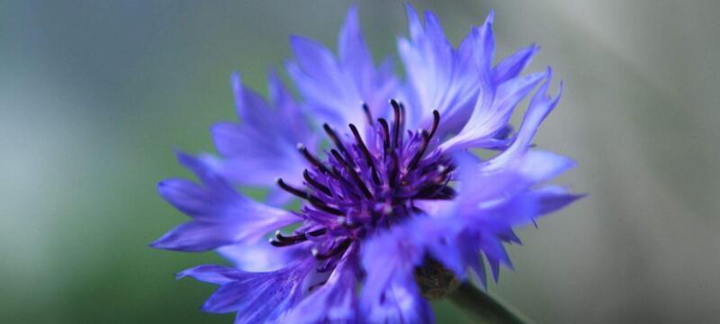 矢车菊花语与寓意（探索矢车菊的花语）
