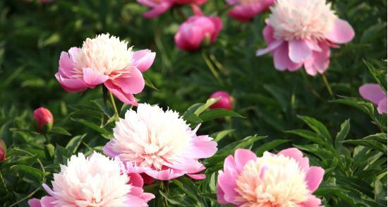 芍药的样子是什么样的？它的特点有哪些？