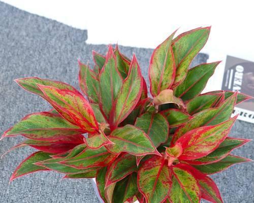 万年青花开，寓意长久（传世的花语）