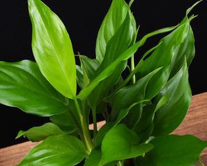 万年青花开，寓意长久（传世的花语）