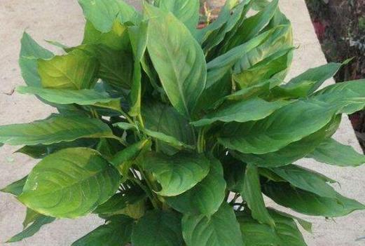 万年青花开，寓意长久（传世的花语）