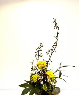 菊花插枝的成功率高吗？如何正确进行插枝操作？