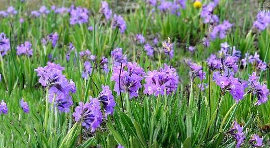 以什么花代表报春（寻找代表报春的花朵）