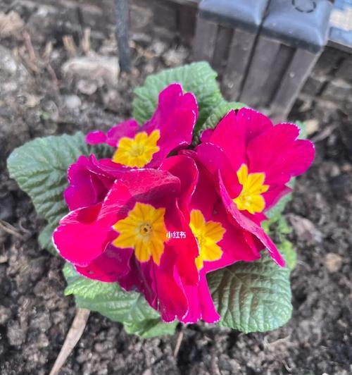 以什么花代表报春（寻找代表报春的花朵）