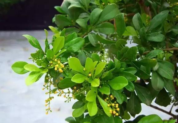 家里养米兰风水好吗？米兰植物对家居风水的影响是什么？