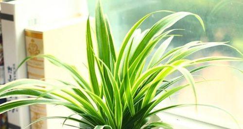 家里养米兰风水好吗？米兰植物对家居风水的影响是什么？