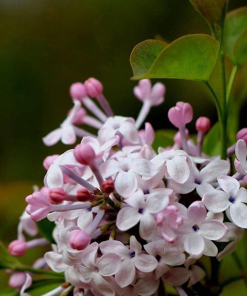 丁香花通常在哪个季节盛开?开花时间有什么特点? 丁香花通常在哪个季节盛开?开花时间有什么特点?