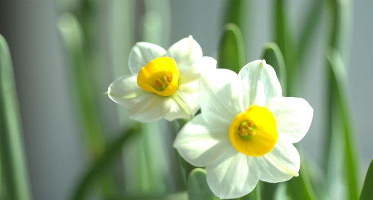 水仙花的花语和象征（水仙花-春天的使者）