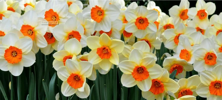 水仙花的花语和象征（水仙花-春天的使者）