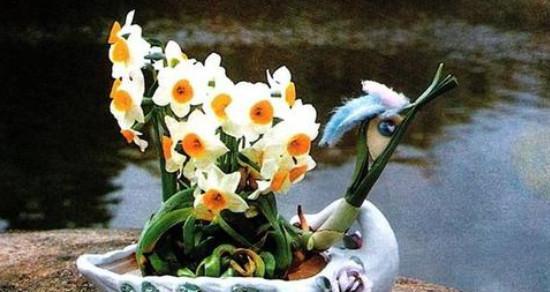 水仙花的花语和象征（水仙花-春天的使者）