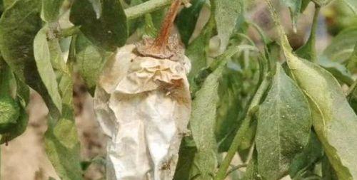 辣椒软腐病用什么药？有效防治方法有哪些？