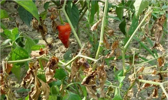 辣椒软腐病用什么药？有效防治方法有哪些？