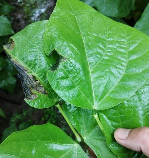 辣椒软腐病用什么药？有效防治方法有哪些？