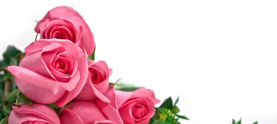 五朵玫瑰花所代表的意义（探索玫瑰花的寓意与象征）