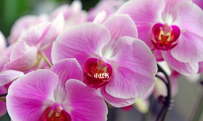 蝴蝶兰（破茧成蝶）