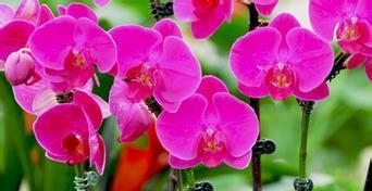 蝴蝶兰（破茧成蝶）