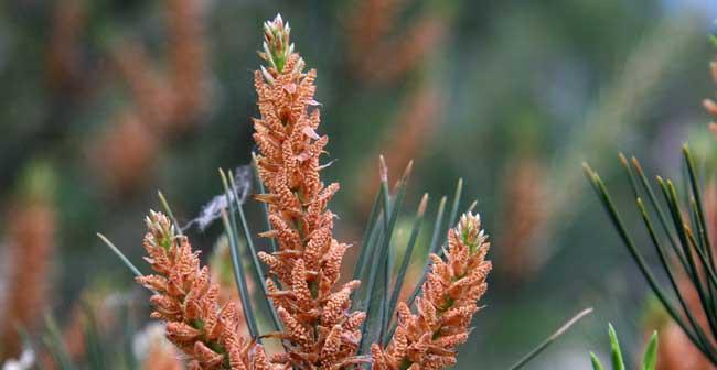 松树病虫害怎么防治？防治技术与方法措施有哪些？