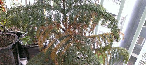 松树病虫害怎么防治？防治技术与方法措施有哪些？