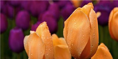 黄色郁金香的花语（传递希望与阳光）