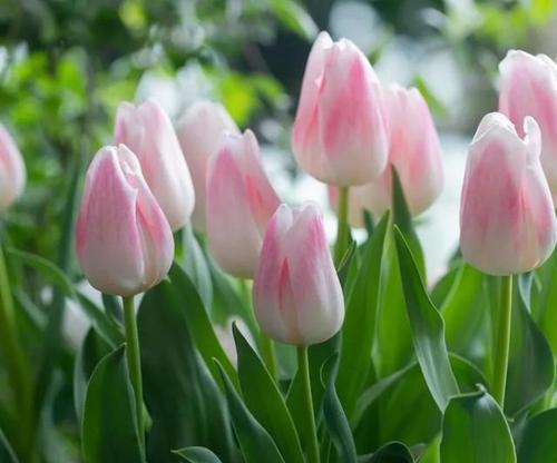 黄色郁金香的花语（传递希望与阳光）