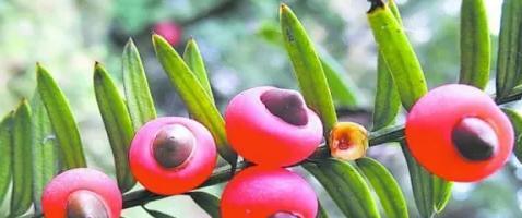 红豆杉果子能吃吗？食用红豆杉果子的安全性解析？