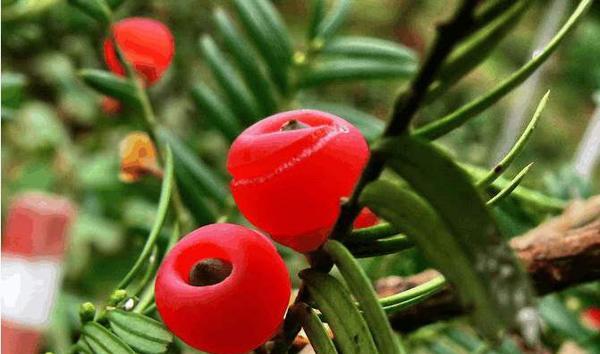 红豆杉果子能吃吗？食用红豆杉果子的安全性解析？