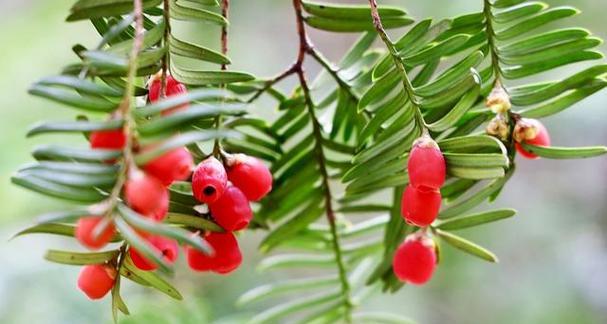 红豆杉果子能吃吗？食用红豆杉果子的安全性解析？