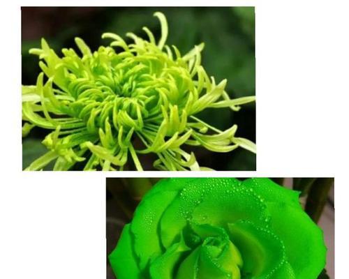 鲜花的象征意义及代表什么(揭秘鲜花的神秘语言与心灵之约) 鲜花的象征意义及代表什么(揭秘鲜花的神秘语言与心灵之约)