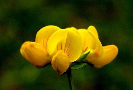 鲜花的象征意义及代表什么(揭秘鲜花的神秘语言与心灵之约) 鲜花的象征意义及代表什么(揭秘鲜花的神秘语言与心灵之约)