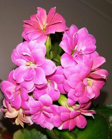 鲜花的象征意义及代表什么(揭秘鲜花的神秘语言与心灵之约) 鲜花的象征意义及代表什么(揭秘鲜花的神秘语言与心灵之约)