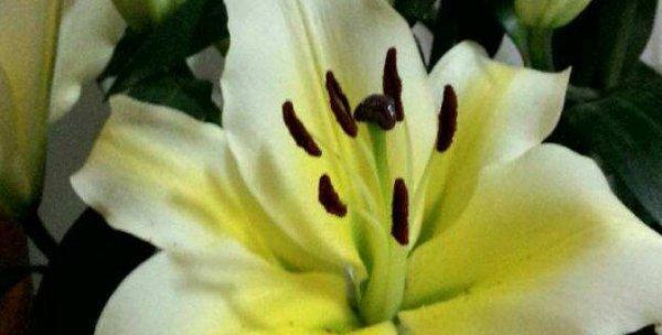 菊花是单性花还是双性花?如何区分和识别? 菊花是单性花还是双性花?如何区分和识别?