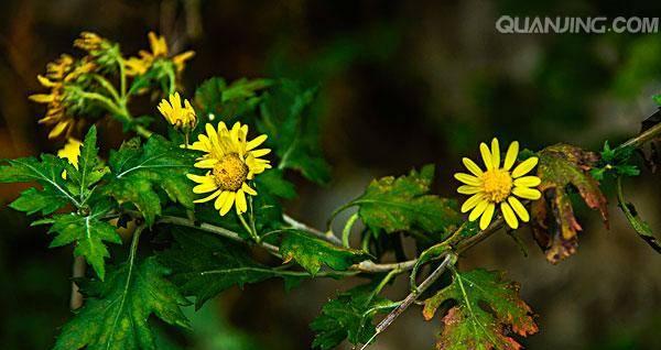 菊花是单性花还是双性花?如何区分和识别? 菊花是单性花还是双性花?如何区分和识别?