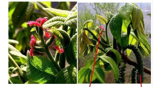 菊花是单性花还是双性花?如何区分和识别? 菊花是单性花还是双性花?如何区分和识别?