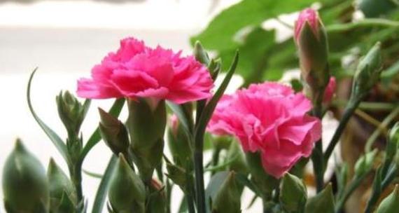 康乃馨的寓意与意义（探索康乃馨花的象征意义）