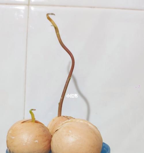 牛油果种子发芽需要多长时间？如何加速发芽过程？