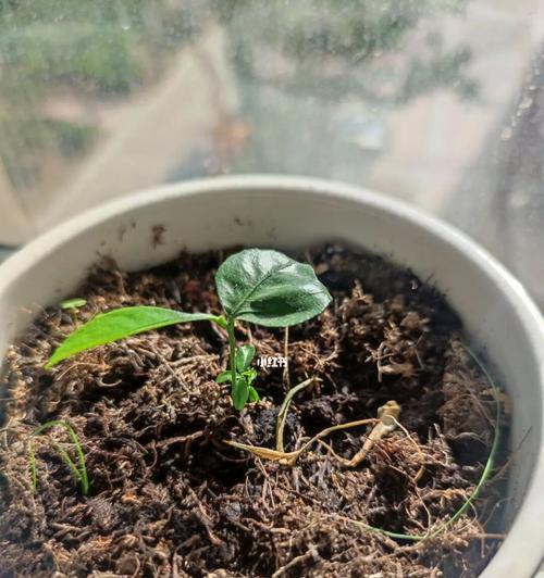 牛油果种子发芽需要多长时间？如何加速发芽过程？