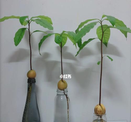 牛油果种子发芽需要多长时间？如何加速发芽过程？