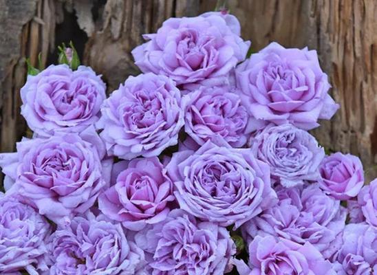 什么花代表友情长久？揭秘花语中的友谊象征