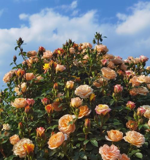 花的盛开，美好向往（以花为代表的美好世界）