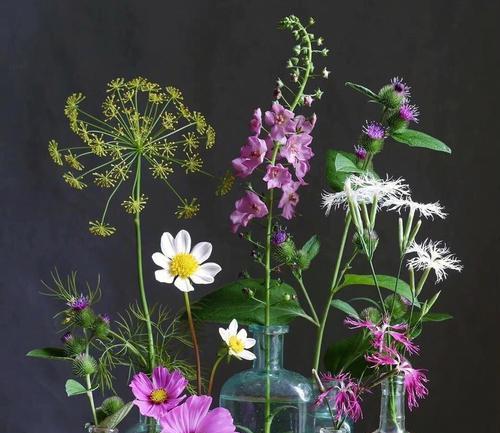 花的盛开，美好向往（以花为代表的美好世界）