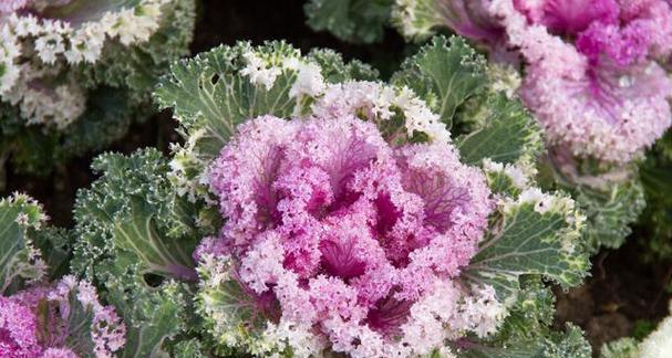 羽衣甘蓝别称有哪些？购买时如何挑选新鲜的羽衣甘蓝？