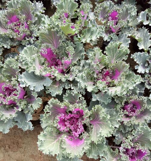 羽衣甘蓝别称有哪些？购买时如何挑选新鲜的羽衣甘蓝？