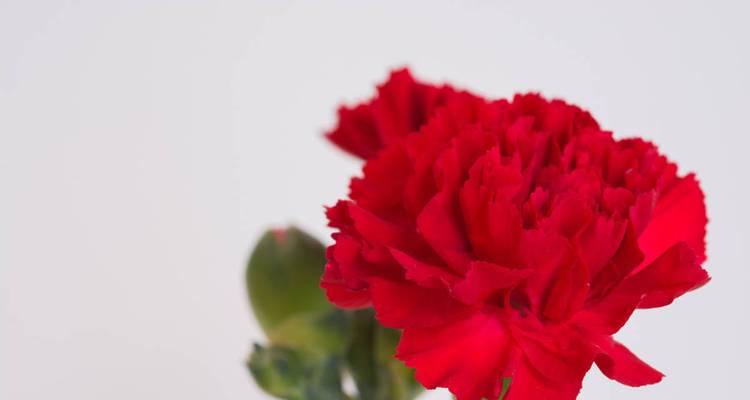 康乃馨的象征意义与寓意（康乃馨-爱情与敬意的象征）