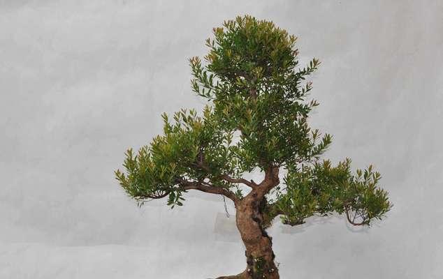 赤楠多久浇一次水？如何正确养护赤楠？