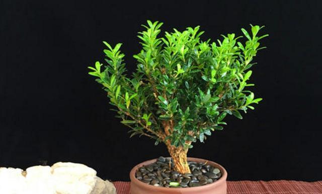 赤楠多久浇一次水？如何正确养护赤楠？