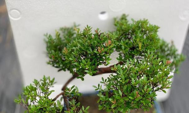 赤楠多久浇一次水？如何正确养护赤楠？