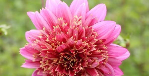 顺利之花（祝福顺利事业）