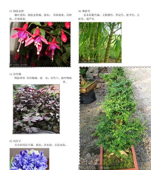 校园适合种什么植物?如何选择适合校园环境的植物? 校园适合种什么植物?如何选择适合校园环境的植物?