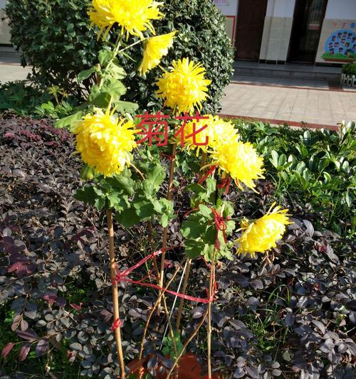 校园适合种什么植物?如何选择适合校园环境的植物? 校园适合种什么植物?如何选择适合校园环境的植物?