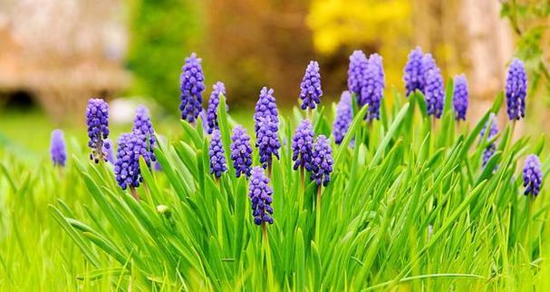 失望的爱（百合花语中的失望之爱与深刻体验）